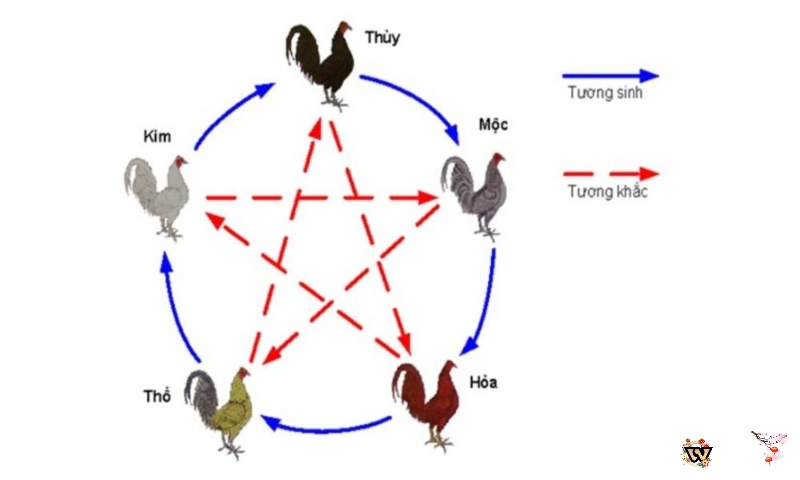 Cách xem ngày đá gà theo ngũ hành