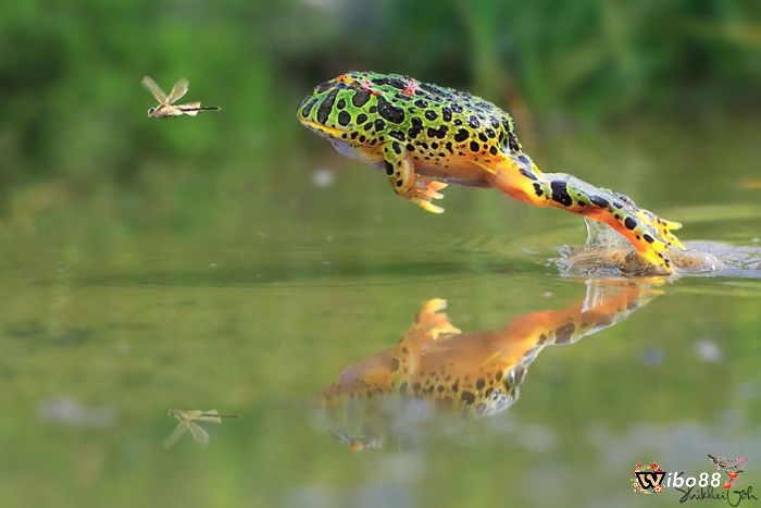 Nằm chiêm bao thấy con cóc nhảy là điềm báo tài lộc