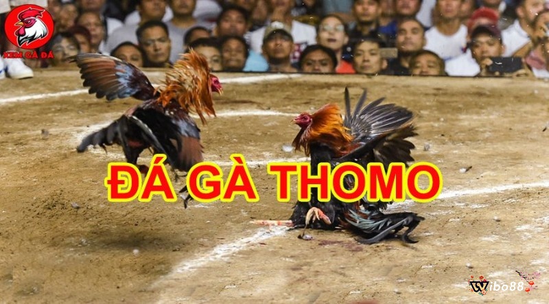 Đá gà đòn Thomo mang đến những trận đấu đầy kịch tính và sôi động, làm thỏa mãn niềm đam mê của người chơi và tạo nên những trải nghiệm giải trí đáng nhớ cho khán giả.