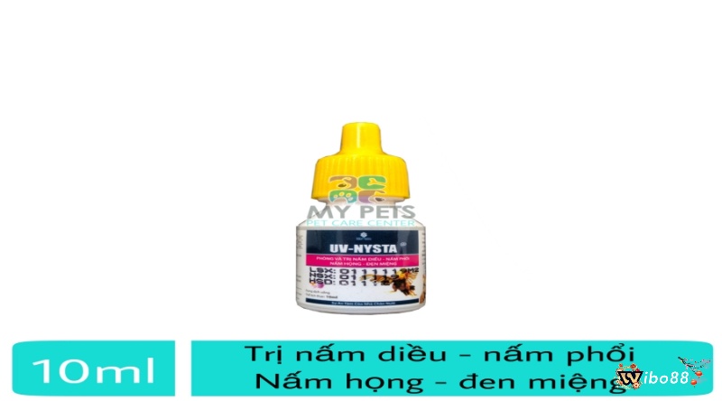 Cách chữa gà chọi gáy không ra tiếng do bị nấm là dùng thuốc UV – NYST