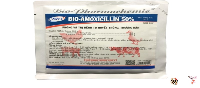 Bổ sung men tiêu hóa cho gà chọi khi bị tiêu chảy Ecoli gáy không ra tiếng