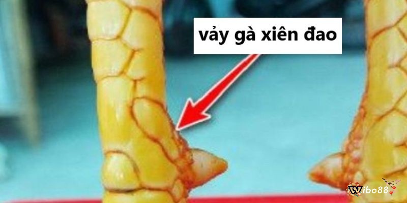 Vảy xuyên đao là một loại vảy đặc biệt 