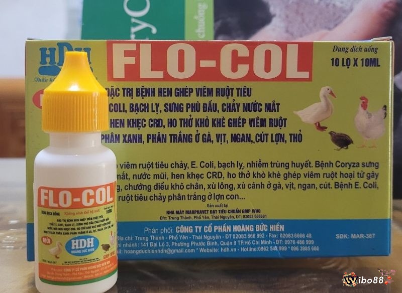 Cho gà uống Vimeflorcol là cách chữa gà chọi bị thương hàn hiệu quả