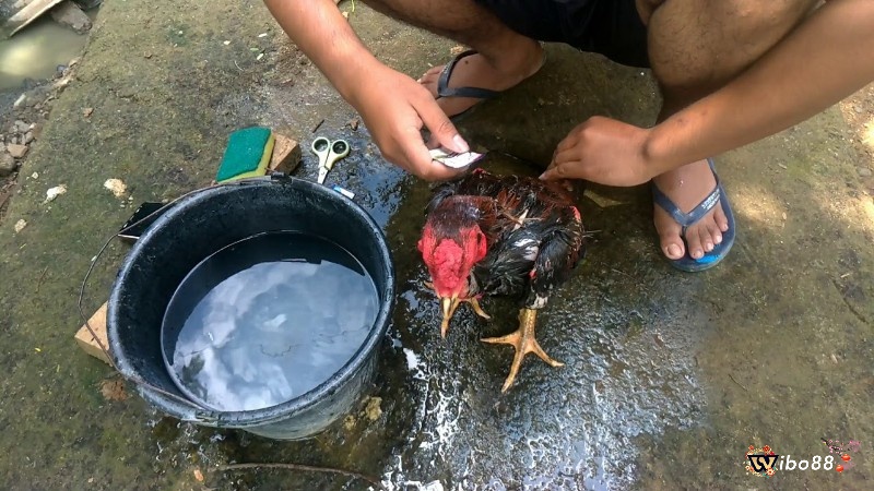 Chuồng trại luôn luôn khô ráo, thoáng mát.