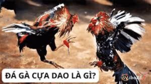 Đá gà cựa dao là gì? Luật chơi đá gà cựa dao như thế nào?