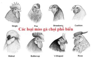 Các loại mào gà chọi phổ biến và cách chọn mồng đá hay