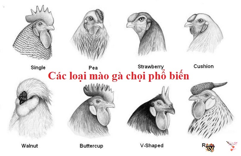 Mào gà rất đa dạng với rất nhiều loại phổ biến