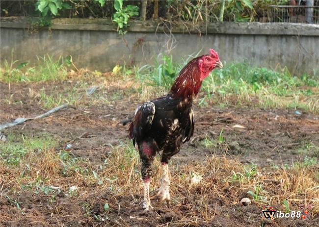 Gà chọi Xám Thần không phải là thần kê mà đây là biệt danh trong giới gà chọi đặt cho chú gà xám với 21 trận thắng 