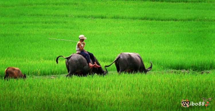 Chiêm bao giúp gia chủ biết được chuyện tương lai 