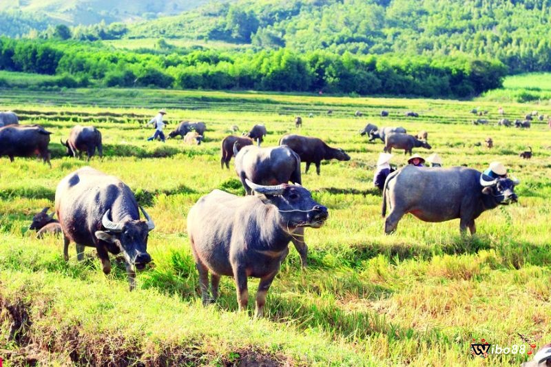 Nằm mơ thấy trâu là giấc mơ được nhiều người quan tâm 