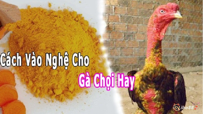 Cách vào nghệ cho gà chọi chuẩn xác nhất 