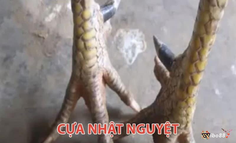 Cựa nhật nguyệt giúp chiến kê mạnh mẽ