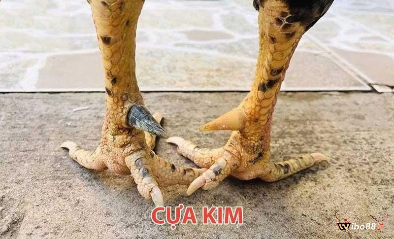 Cựa kim sắc nhọn như kim