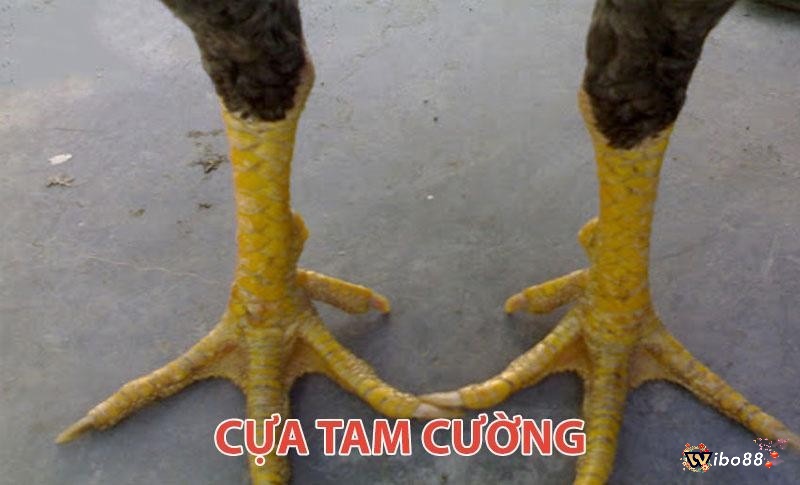 Cựa tam cường của gà chọi