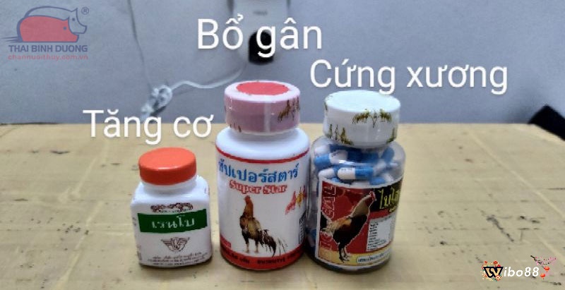 Sử dụng thuốc chữa bệnh cho gà chọi cần lưu ý những gì?