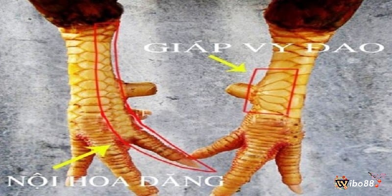 Vảy gà chọi thần kê vảy nội hoa đăng