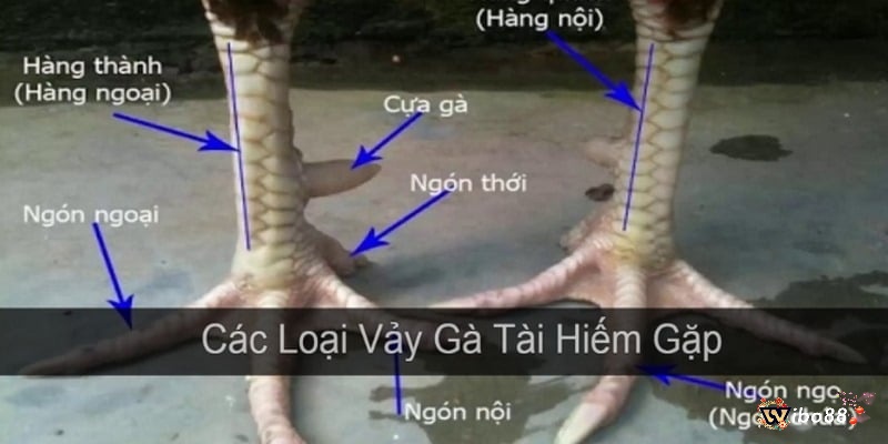 Vảy gà chọi thần kê vảy tam tài