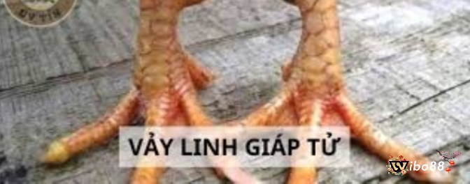 Các loại vảy gà chọi - Linh tử giáp