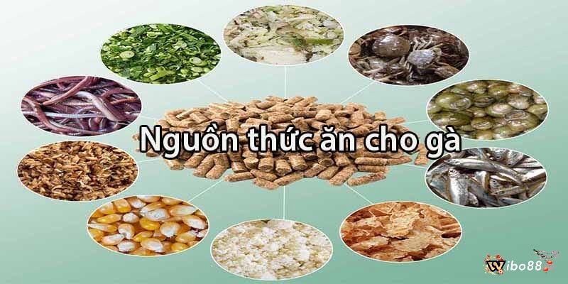 Cách huấn luyện gà chọi to - Bổ sung rau xanh và mồi tanh để giúp gà khỏe mạnh