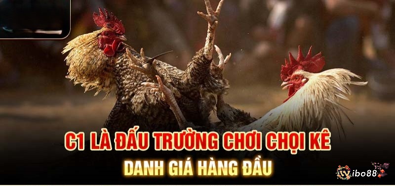 Đá gà chọi C1 là một đấu trường vô cùng danh giá