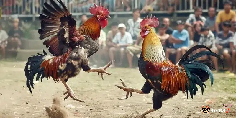  Tìm hiểu sức mạnh khả năng thi đấu của từng chiến kê rất quan trọng