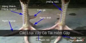 Xem vảy gà đá - Hướng dẫn phân tích đặc điểm chọn gà chuẩn